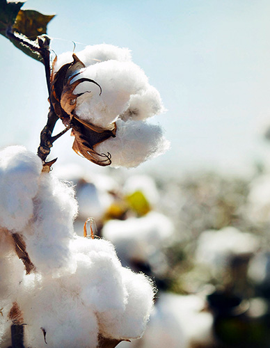 Une ambition éthique et responsable dans le respect de notre planète.
